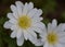 Macro photography of a white anemone