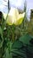 Macro photography on a white sacred lotus flower