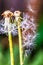 Macro photography of a wild dandelion flower