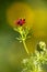 Macro photography of a wild flower - Adonis annua