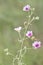 Macro photography of a wild flower - Althaea cannabina