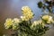 Macro photography of a wild flower - Anthyllis barba-jovis