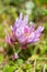 Macro photography of a wild flower - Astragalus onobrychis