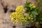 Macro photography of a wild flower - Biscutella laevigata
