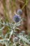 Macro photography of a wild flower - Echinops ritro