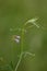 Macro photography of a wild flower - Ervum gracile