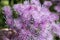 the the Macro photography of a wild flower (Eupatorium cannabinum)