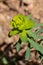Macro photography of a wild flower - Euphorbia nicaeensis