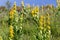 Macro photography of a wild flower - Gentiana lutea