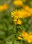 Macro photography of a wild flower - Inula salicina