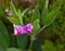 Macro photography of a wild flower - Lathyrus linifolius