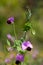 Macro photography of a wild flower - Lathyrus oleraceus