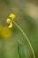 Macro photography of a wild flower - Lotus corniculatus