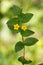 Macro photography of a wild flower - Lysimachia nemorum