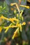 Macro photography of a wild flower - Nicotiana glauca