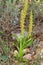 Macro photography of a wild flower - Orchis anthropophora