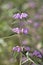 Macro photography of a wild flower - Phlomis herba-venti