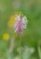 Macro photography of a wild flower - Plantago media