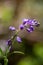 Macro photography of a wild flower - Polygala vulgaris