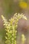 Macro photography of a wild flower - Reseda lutea