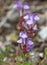 Macro photography of a wild flower - Scutellaria alpina