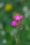 Macro photography of a wild flower - Silene dioica