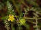 Macro photography of a wild flower - Tribulus terrestris