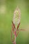 Macro photography of a wild flower - Trifolium angustifolium