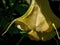 Macro photography of a yellow angels trumpet flower