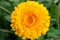 Macro photography of yellow Chrysanthemum flower