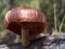 Macro photography of a yellow-gilled gymnopilus mushroom 2