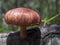 Macro photography of a yellow-gilled gymnopilus mushroom