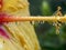 Macro photography of a yellow hibiscus pistil with rain drops