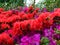 Macro photos of beautiful flowers with petals of purple, pink shades on the branches of a Bush of Rhododendron