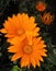 Macro photos with a bright beautiful big flowers African Daisies, Osteospermum, petals orange hue