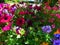 Macro photos with bright beautiful flowers of Petunia for landscaping