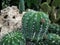 Macro photos of the cactus plant are dicotyledons in the family Cactaceae