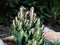 Macro photos of the cactus plant are dicotyledons in the family Cactaceae