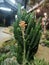 Macro photos of the cactus plant are dicotyledons in the family Cactaceae.