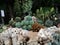 Macro photos of the cactus plant are dicotyledons in the family Cactaceae.