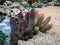 Macro photos of the cactus plant are dicotyledons in the family Cactaceae.