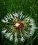 Macro photos of seeds of plants of the Dandelion drops rain