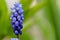 Macro picture of a blue muscari flower