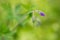 Macro picture of bud of purple geranium