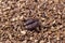 A macro picture of coffee beans on a background of instant coffee