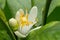 Macro picture of flower of citrus plant