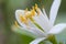 Macro picture of flower of citrus plant