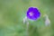 Macro picture of flower of purple geranium