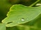 Macro picture of gingko tree leaf