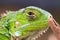 Macro picture of a green iguana